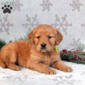 Blessing, Golden Retriever Puppy