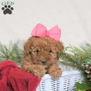 Blessing, Toy Poodle Puppy