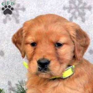 Blessing, Golden Retriever Puppy