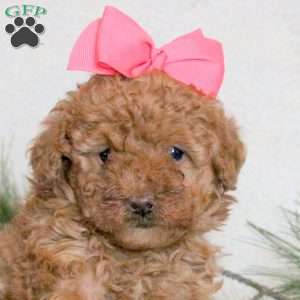 Blessing, Toy Poodle Puppy