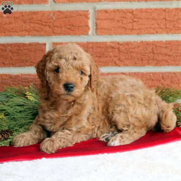Bliss, Mini Goldendoodle Puppy