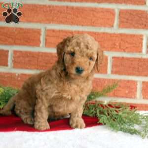 Bliss, Mini Goldendoodle Puppy