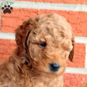 Bliss, Mini Goldendoodle Puppy