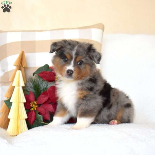 Blitzen, Miniature Australian Shepherd Puppy
