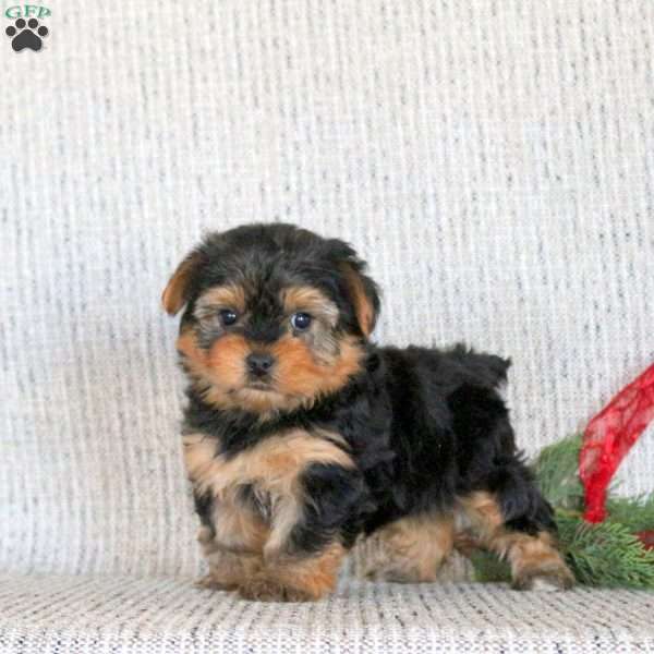 Blitzen, Yorkie Puppy