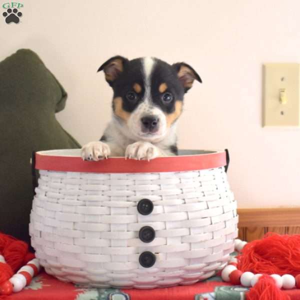 Blitzen, Welsh Corgi Mix Puppy