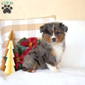 Blitzen, Miniature Australian Shepherd Puppy