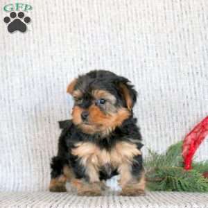 Blitzen, Yorkie Puppy