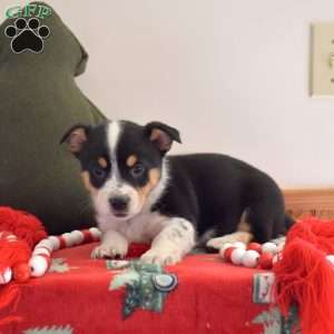 Blitzen, Welsh Corgi Mix Puppy