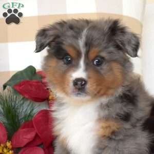 Blitzen, Miniature Australian Shepherd Puppy