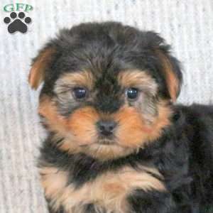 Blitzen, Yorkie Puppy
