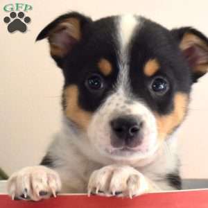 Blitzen, Welsh Corgi Mix Puppy