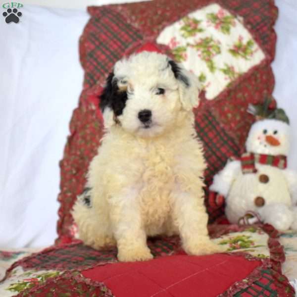 Blizzard, Mini Bernedoodle Puppy