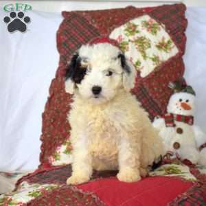 Blizzard, Mini Bernedoodle Puppy
