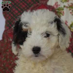 Blizzard, Mini Bernedoodle Puppy