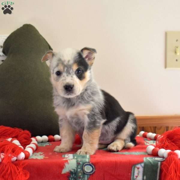 Blizzard, Welsh Corgi Mix Puppy