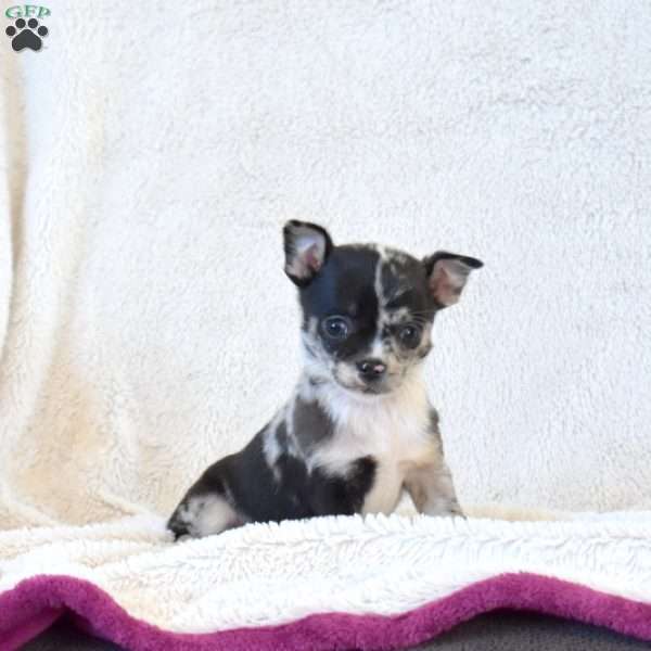 Blizzard, Chihuahua Puppy