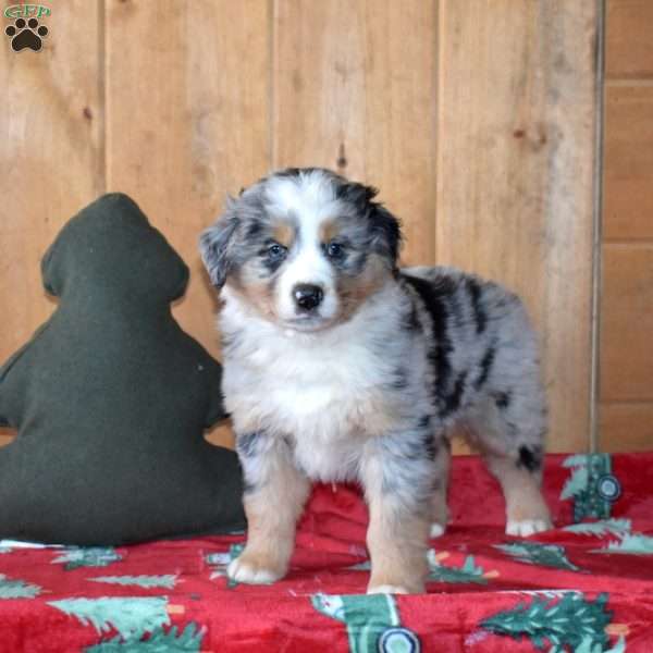 Blizzard, Australian Shepherd Puppy