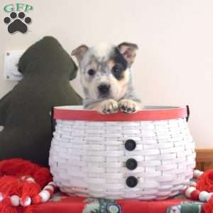 Blizzard, Welsh Corgi Mix Puppy