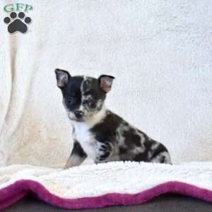 Blizzard, Chihuahua Puppy