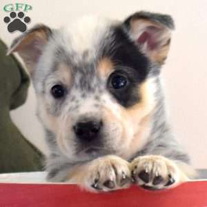 Blizzard, Welsh Corgi Mix Puppy