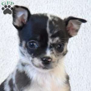 Blizzard, Chihuahua Puppy