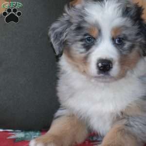Blizzard, Australian Shepherd Puppy