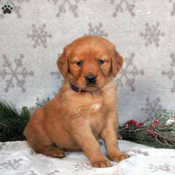 Blossom, Golden Retriever Puppy