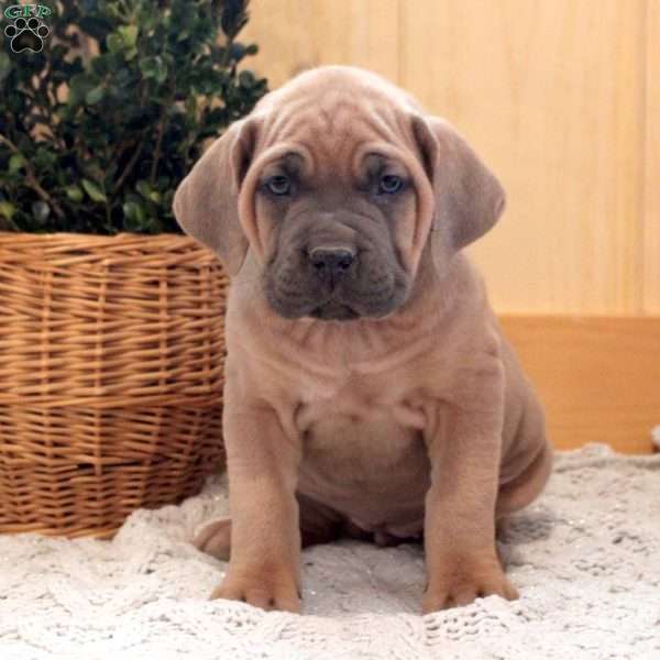 Blossom, Cane Corso Puppy
