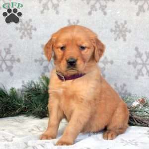 Blossom, Golden Retriever Puppy