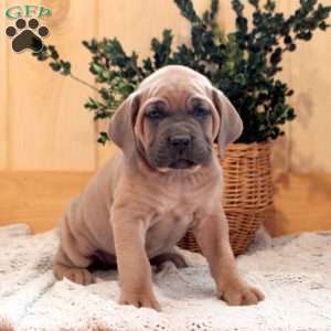 Blossom, Cane Corso Puppy
