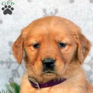 Blossom, Golden Retriever Puppy