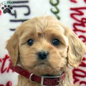 Blossom, Cavapoo Puppy