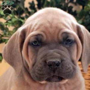 Blossom, Cane Corso Puppy
