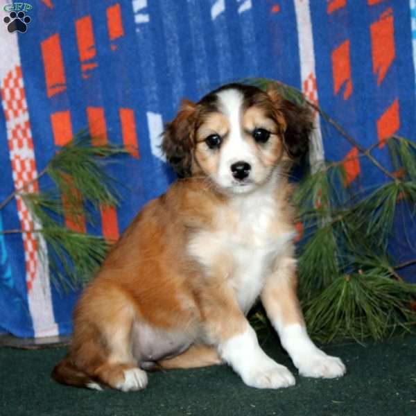 Blossom, Cavalier King Charles Mix Puppy
