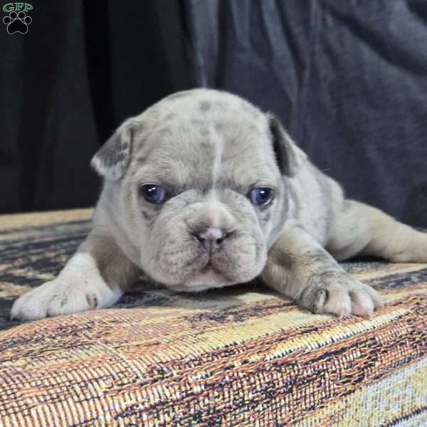 Blossom, Frenchton Puppy