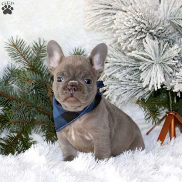 Blue Moon, French Bulldog Puppy