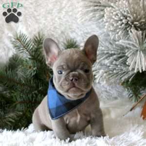 Blue Moon, French Bulldog Puppy
