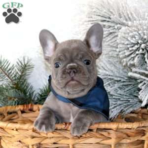 Blue Moon, French Bulldog Puppy