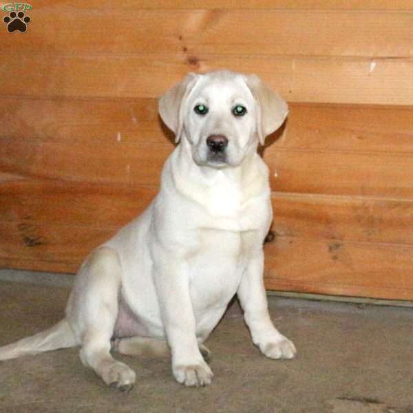 Bobbie, Yellow Labrador Retriever Puppy