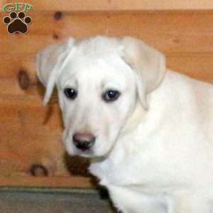 Bobbie, Yellow Labrador Retriever Puppy