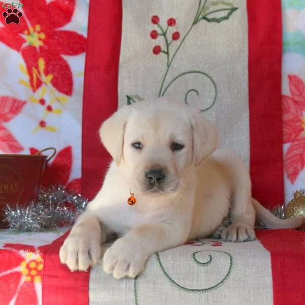Bobby, Yellow Labrador Retriever Puppy