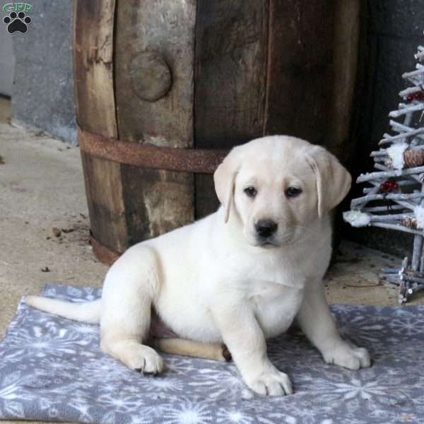 Bobbie, Yellow Labrador Retriever Puppy