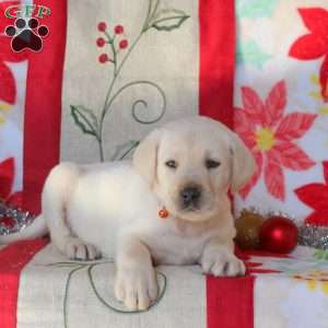 Bobby, Yellow Labrador Retriever Puppy