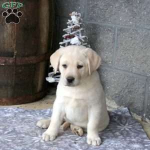 Bobbie, Yellow Labrador Retriever Puppy