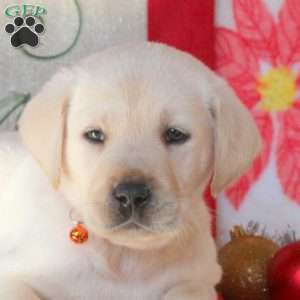 Bobby, Yellow Labrador Retriever Puppy