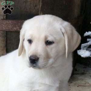 Bobbie, Yellow Labrador Retriever Puppy