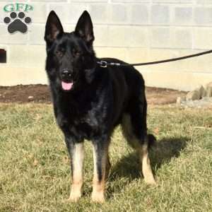 Spike, German Shepherd Puppy