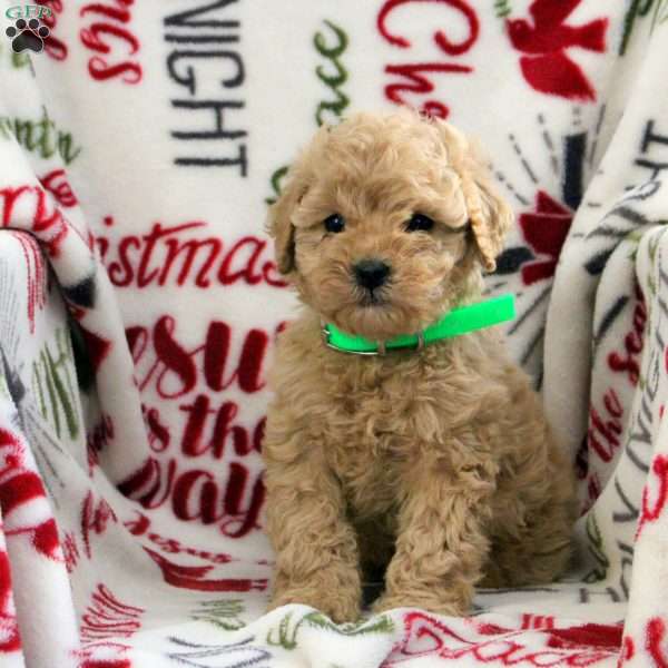 Bonnie, Cavapoo Puppy