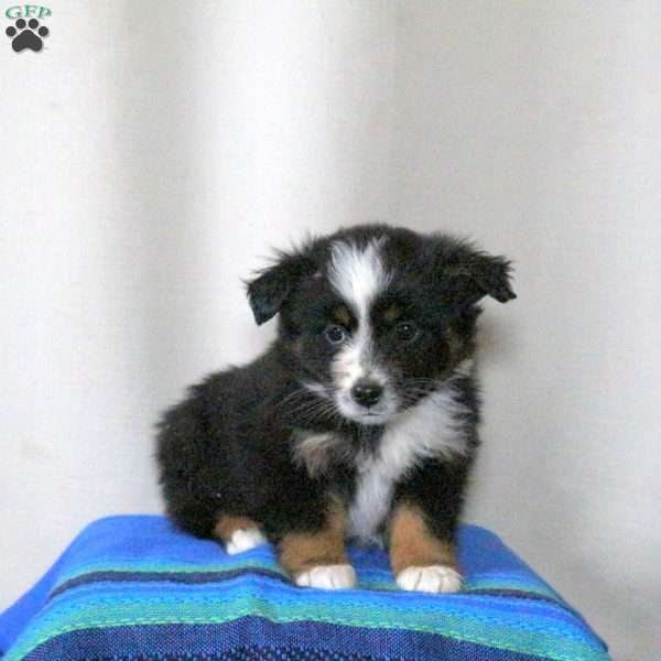 Bonnie, Miniature Australian Shepherd Puppy